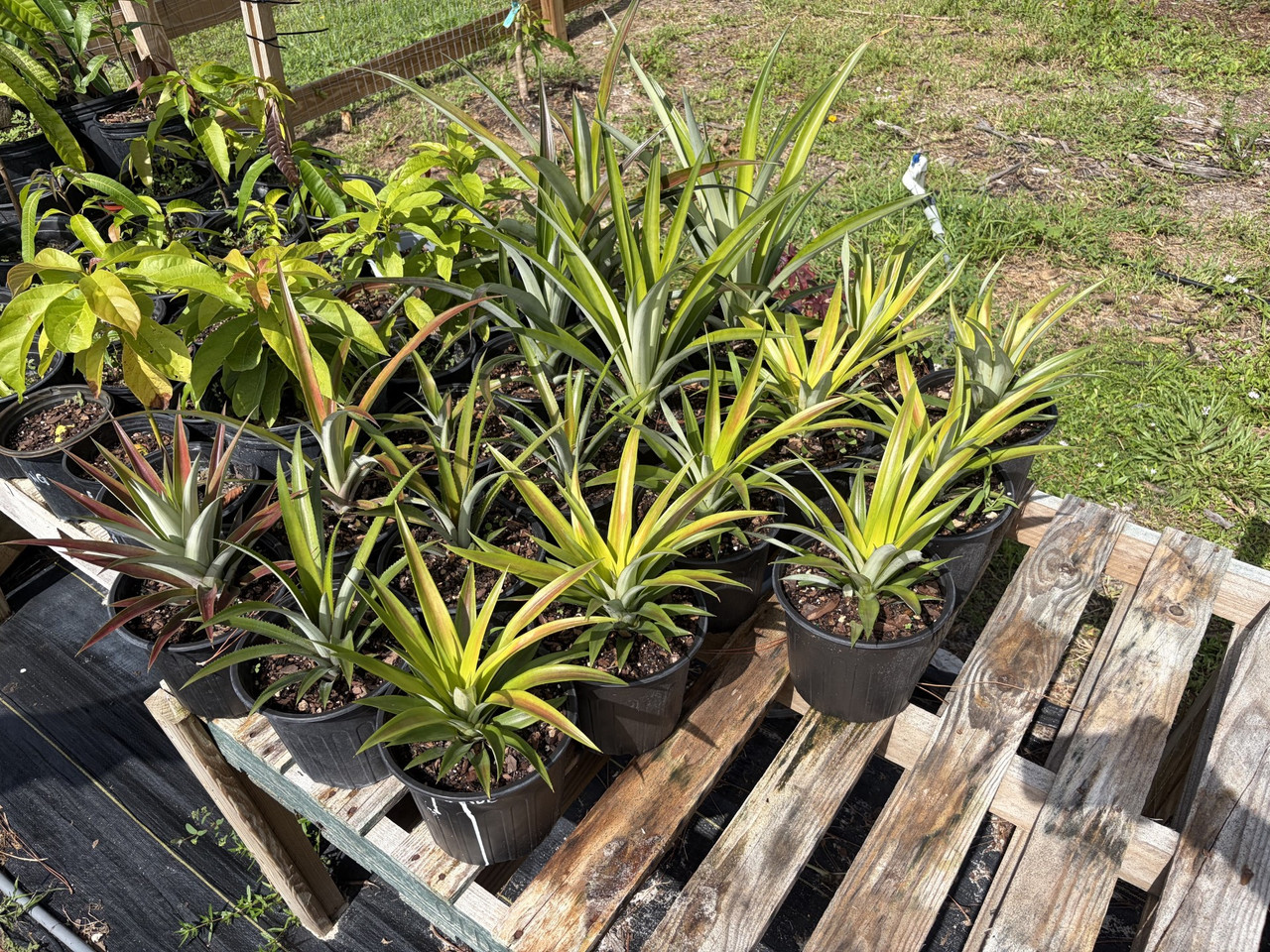Darcizzle s Pineapple Pups