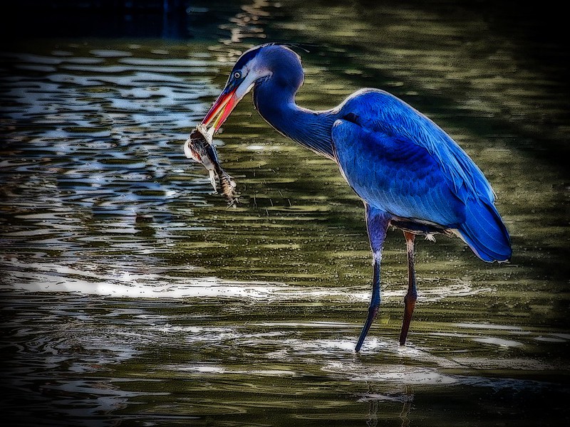 blueflamingo.jpg