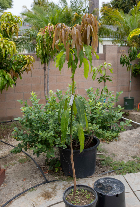 8U1A2402  Pineapple Pleasure Mango Tree with New Growth Underway (7-26-2021)
