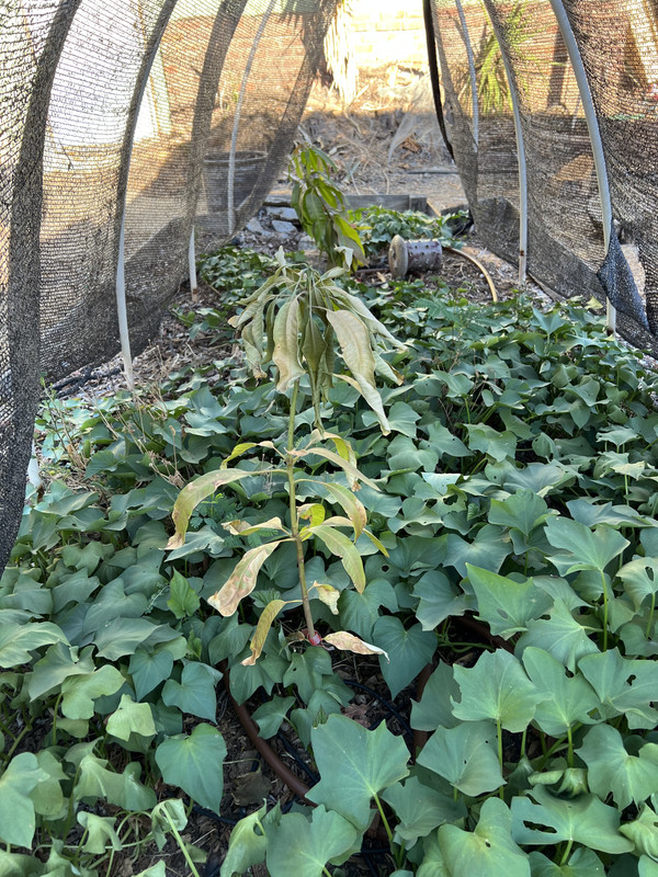 17561476-B9CC-493C-A30F-77FC3D6E2EA3