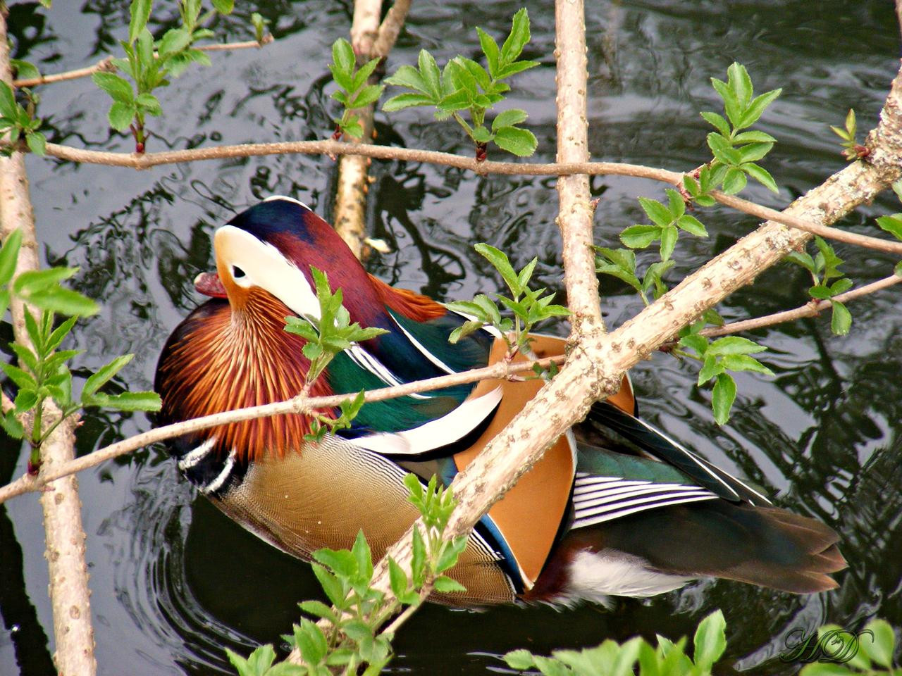 animals-mandarin-hiding-HD.jpg