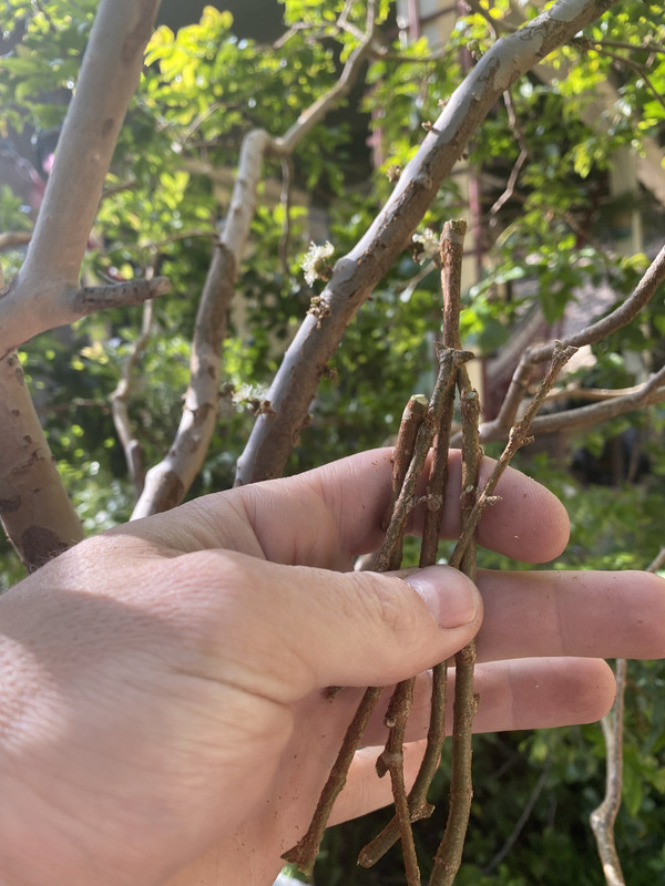 E2FB0F05-C8ED-48BC-8C8A-DA06E7D3CC4C