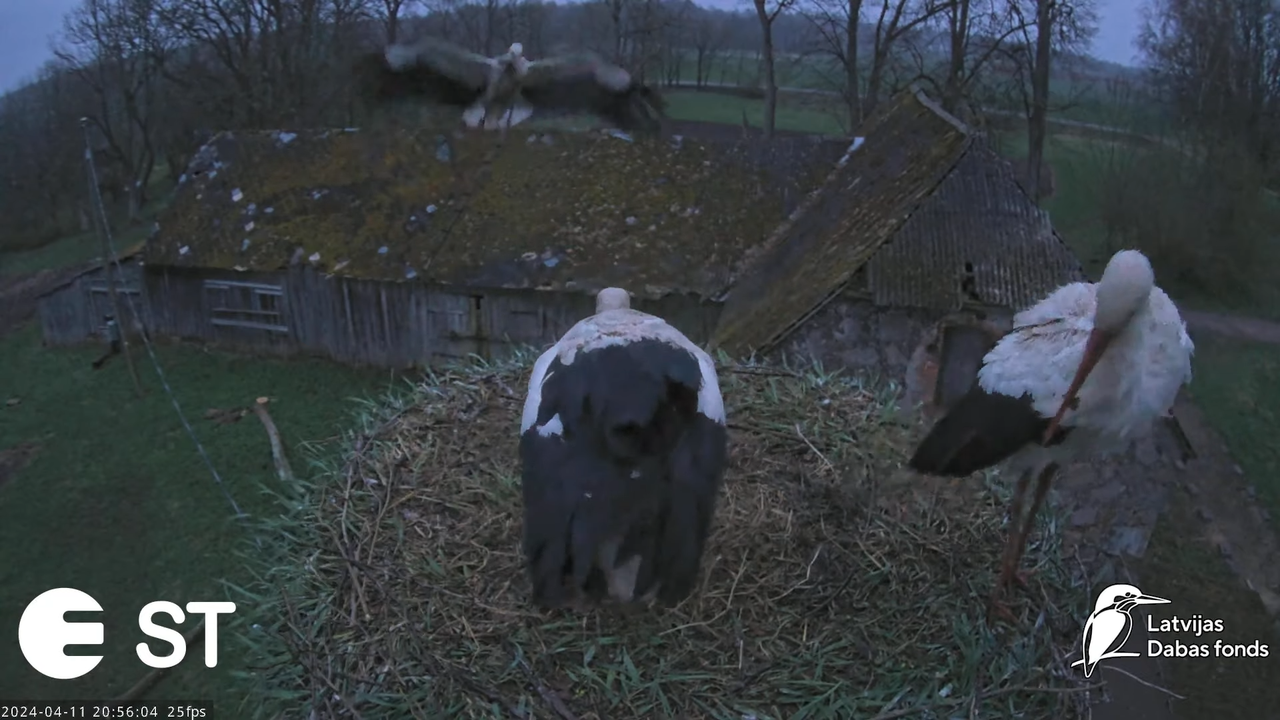 Baltie stārķi (Ciconia ciconia) Tukuma novadā - LDF tiešraide __ White storks in Tukums, Latvia 13-1