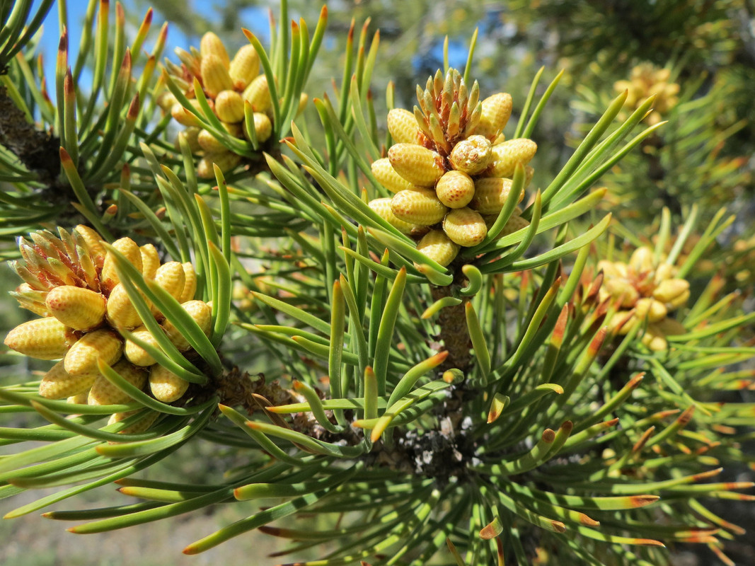 yellowgreenplant.jpg