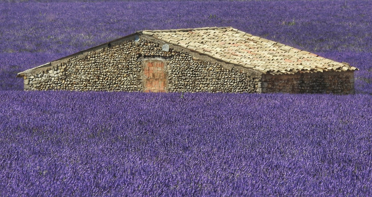 purple-lavender-hut.jpg