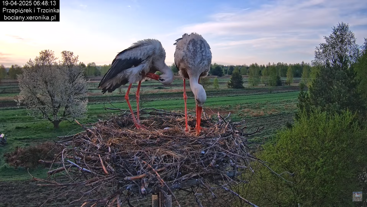 19042025bociany2