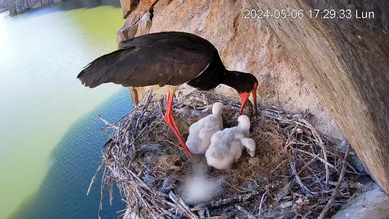 Cigüeña Negra en Tajo Internacional 5-19-28 screenshot