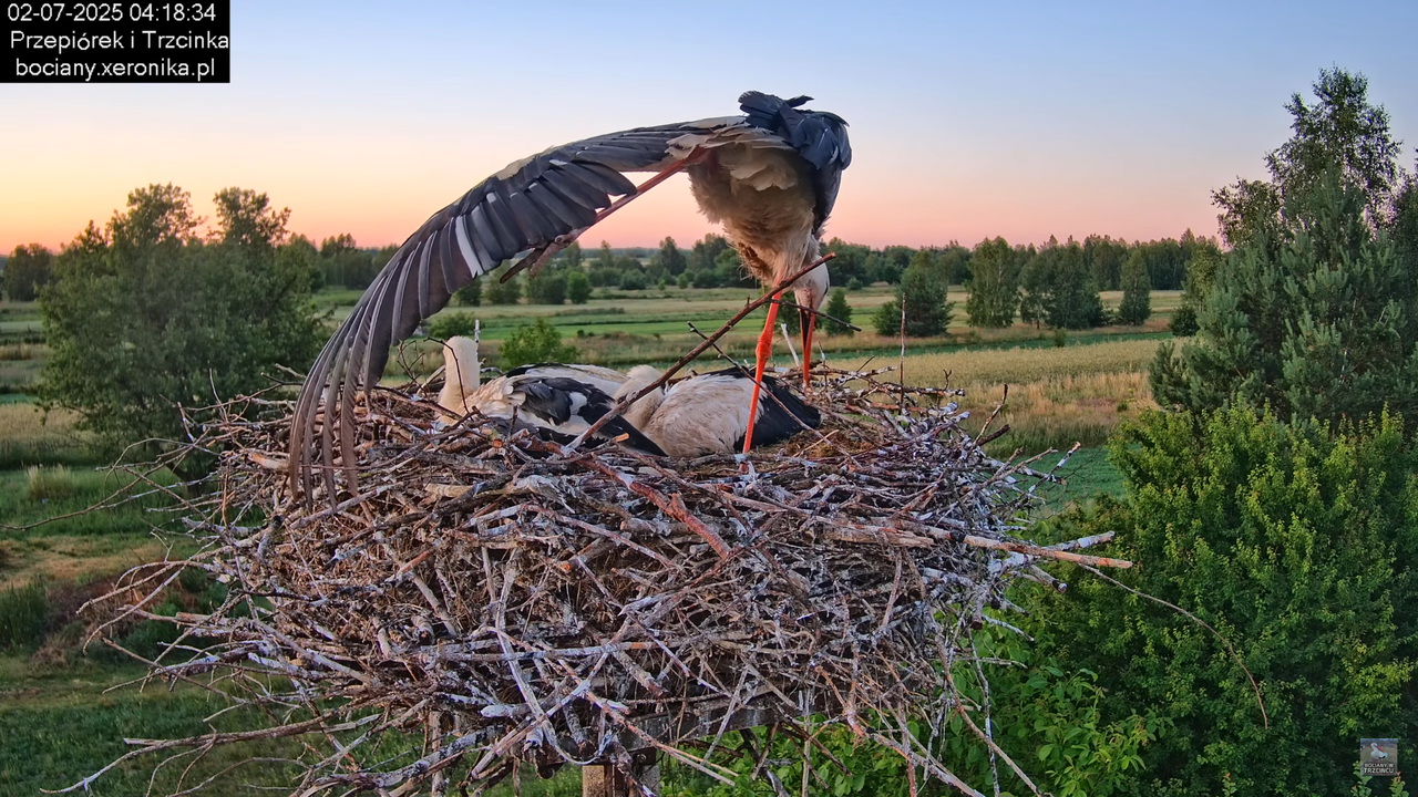 02072025bociany1