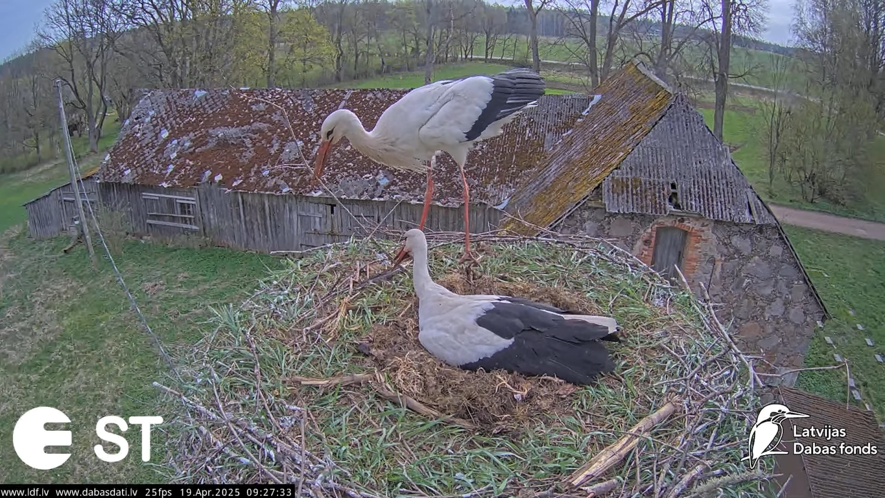 (34) Baltie stārķi (Ciconia ciconia) Tukuma novadā __ White storks in Tukums, Latvia - YouTube - 816