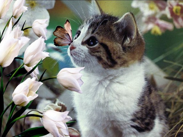 little-kitten-and-butterfly-Cats-and-butterflies