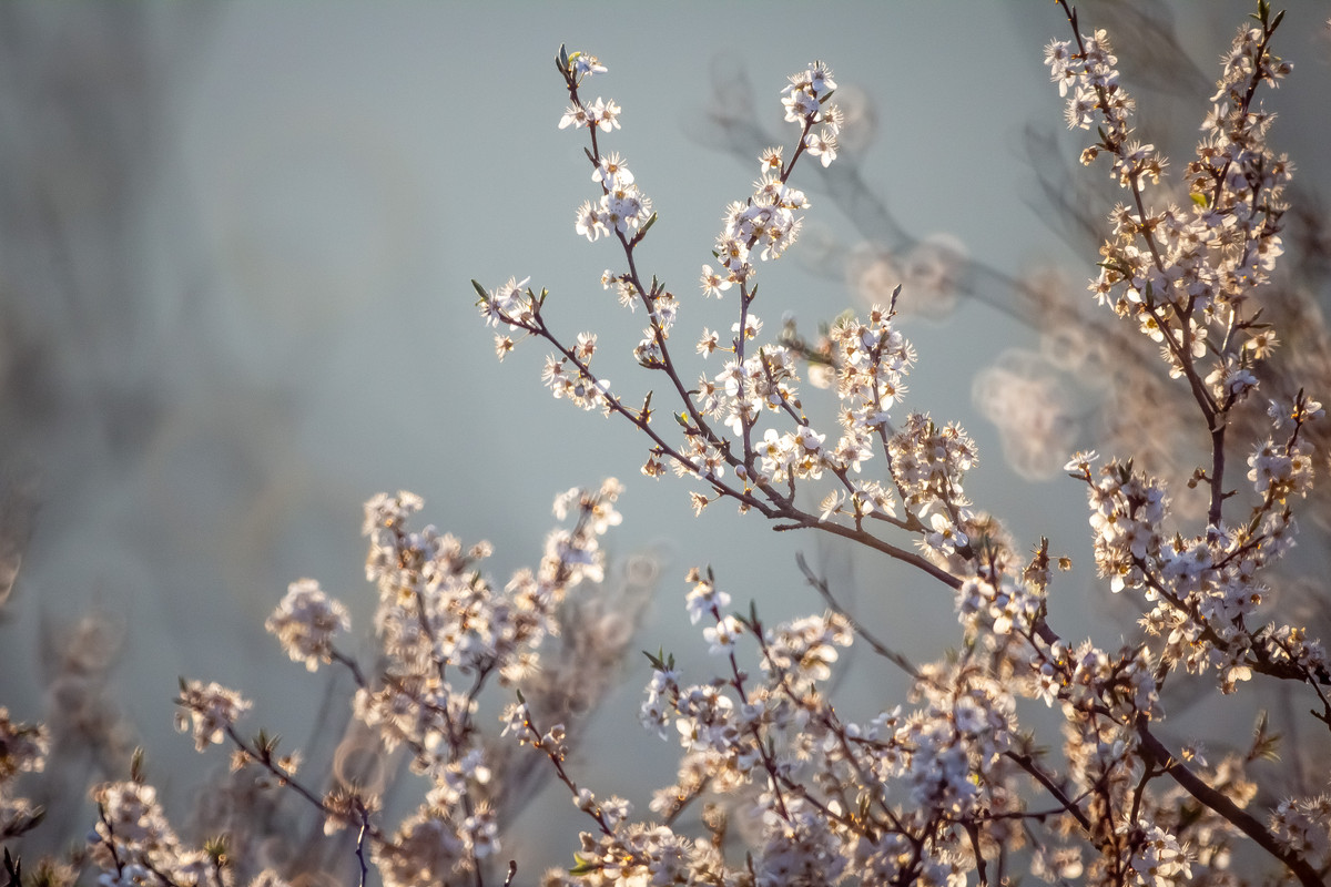 96ED8DFF-B412-4467-8631-3CD5E0F09892