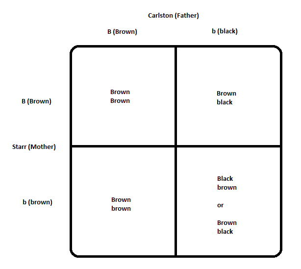 Carlston-and-Starr-Genotypes-and-Children-Phenotypes.png