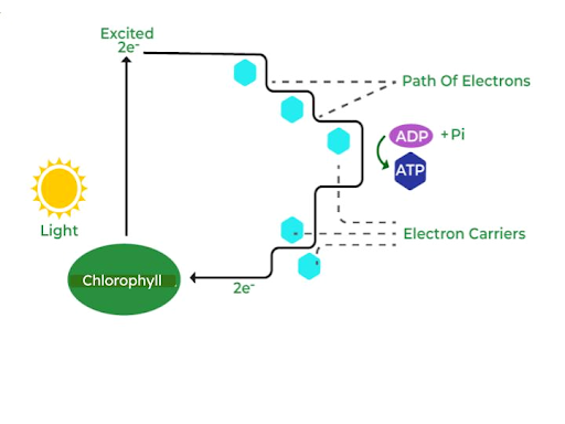 Cyclic Photophosphorylation