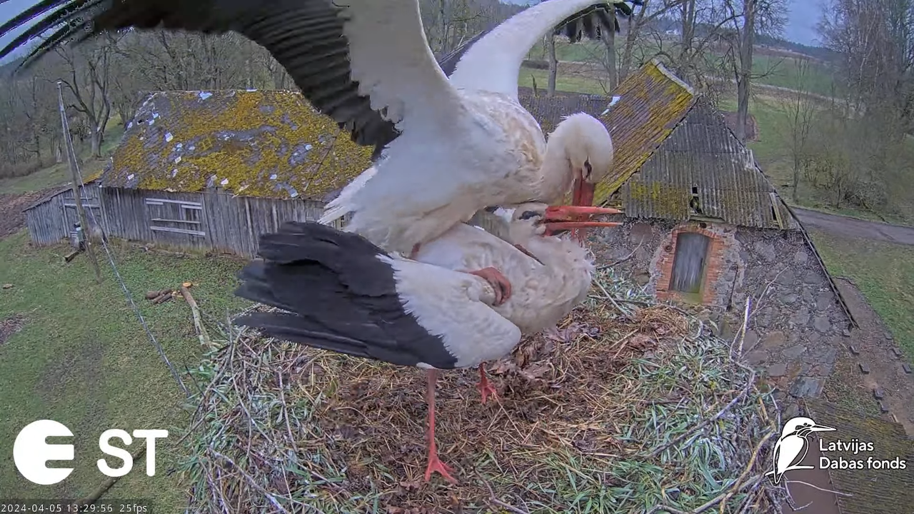 Baltie stārķi (Ciconia ciconia) Tukuma novadā - LDF tiešraide __ White storks in Tukums, Latvia 3-21