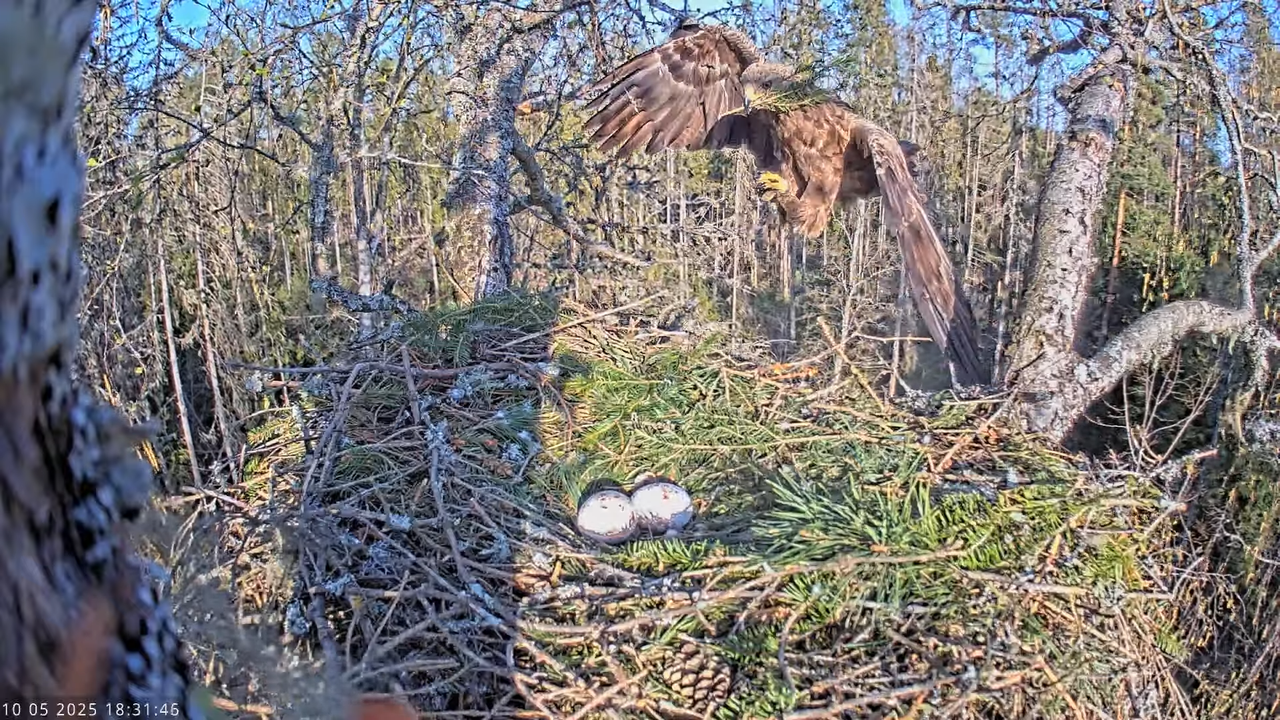 Väike-konnakotkas __ Clanga pomarina __ Lesser Spotted Eagle 14-49-56 screenshot