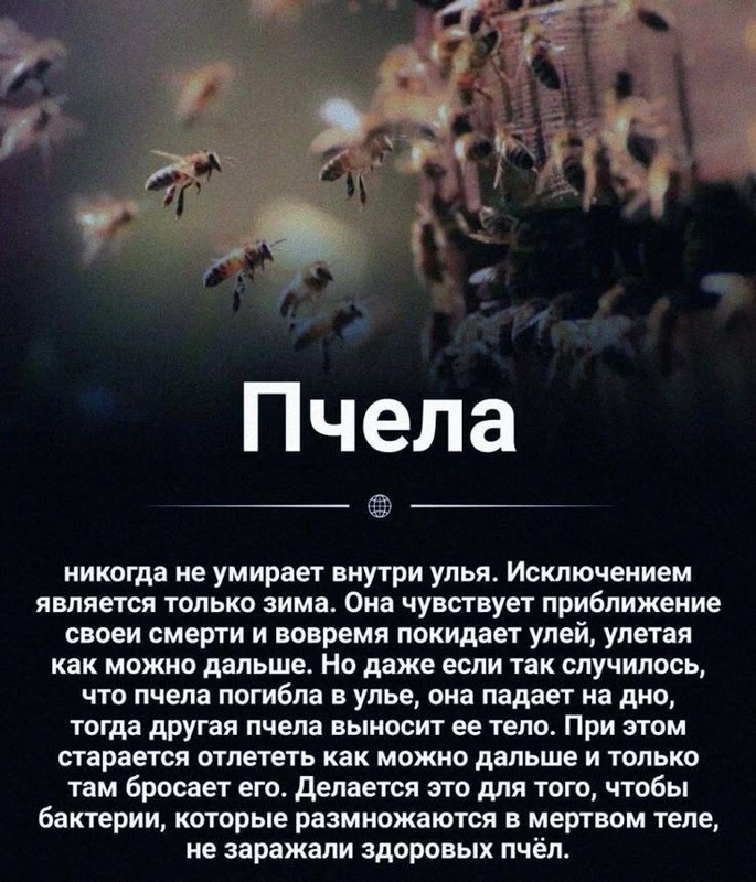 [Изображение: 6f6e611810d835058eb5755bf51b5022.jpg]