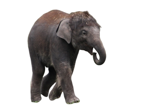 animal-elephantmoi1ok