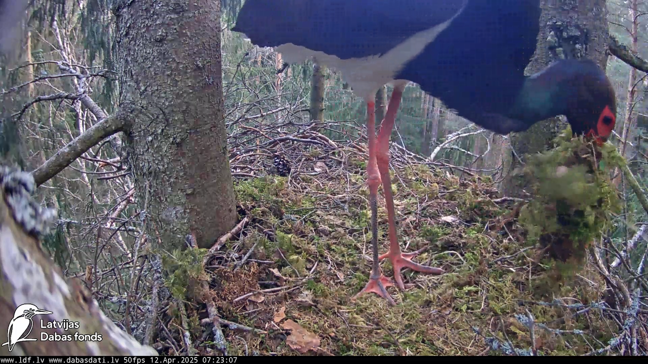 (3) Mazais ērglis (Clanga pomarina), ligzda eglē __ Lesser spotted eagle in spruce, Zemgale, Latvia 