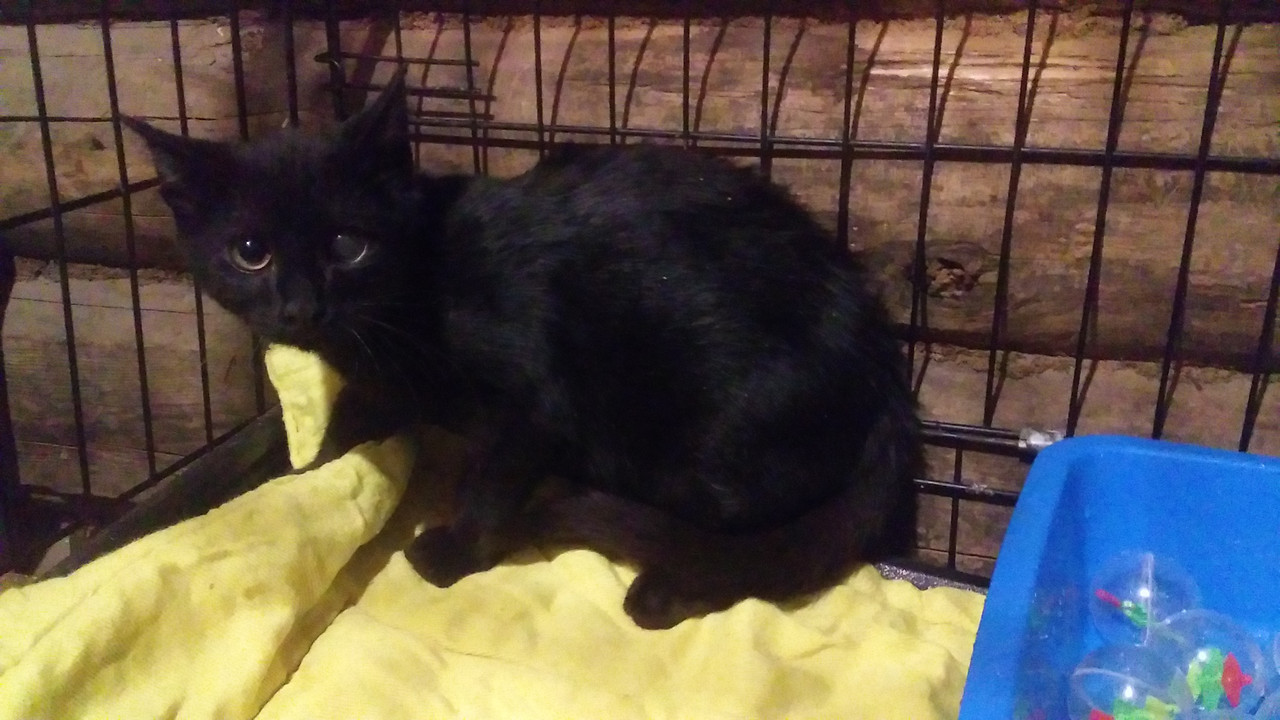 IMG-c2ee836f87f3553f0ae5833ce6dbdaea-V