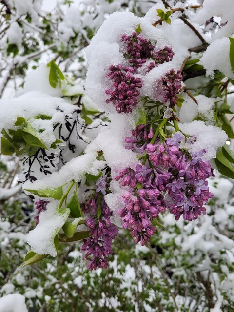 lilac-in-snow.jpg