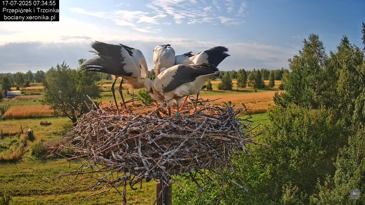 17072025bociany19