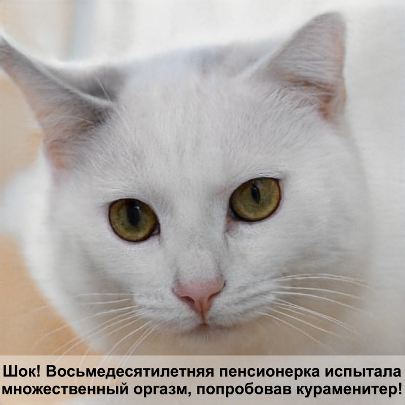 виды глистов у кошек фото