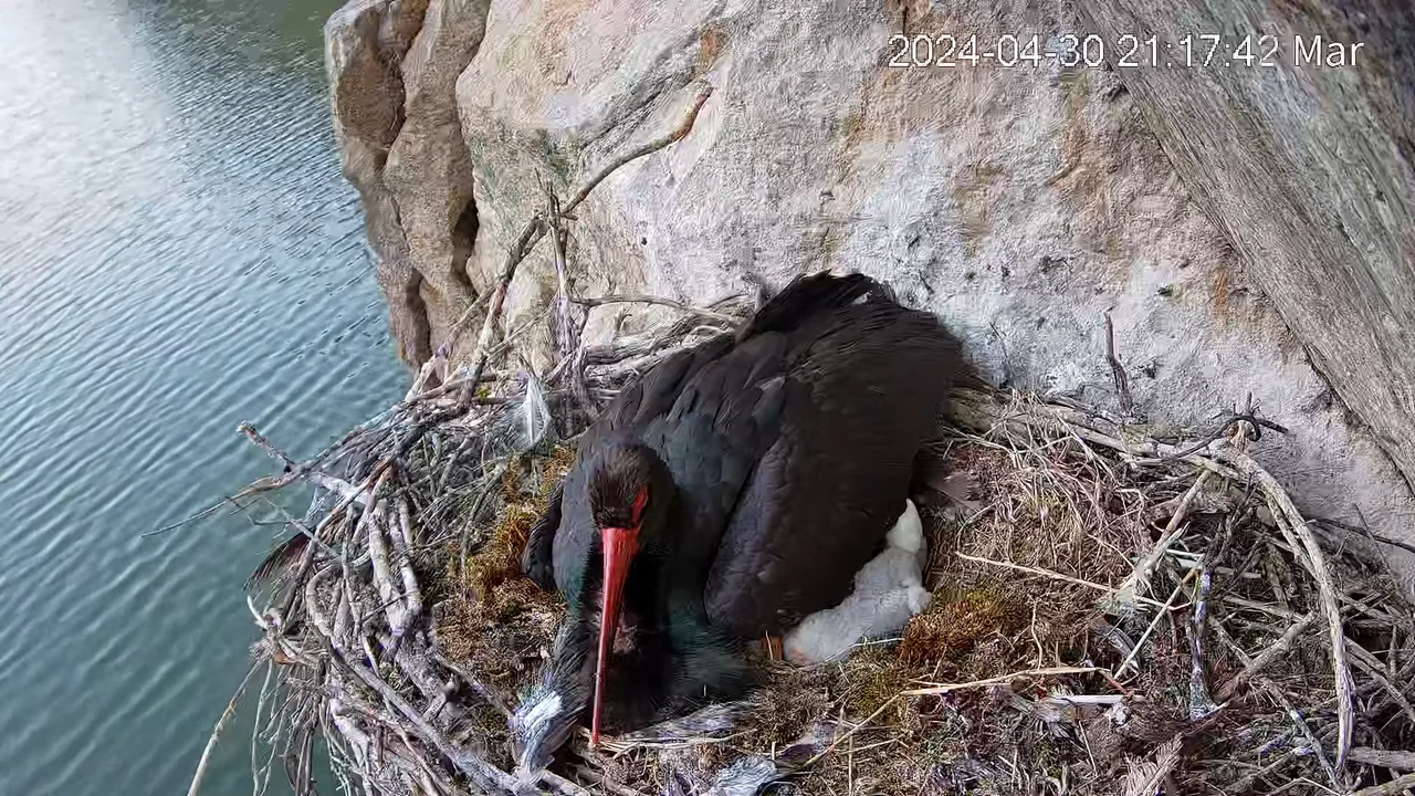 Cigüeña Negra en Tajo Internacional 9-14-55 screenshot