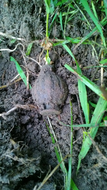 ponsi, Tuomistonmäki