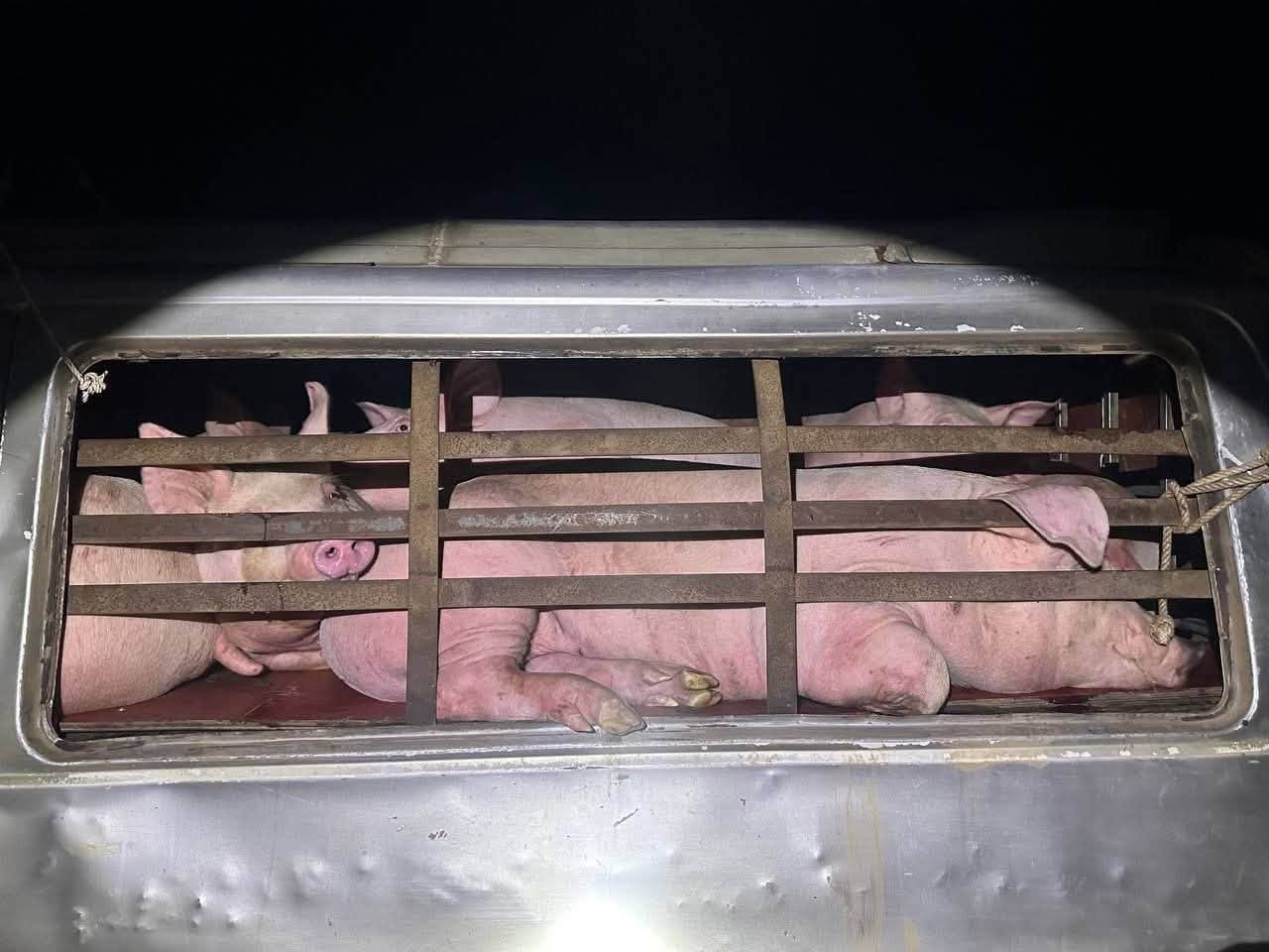 twenty four pigs seized vietnam smuggling cambodia news 2026 22134