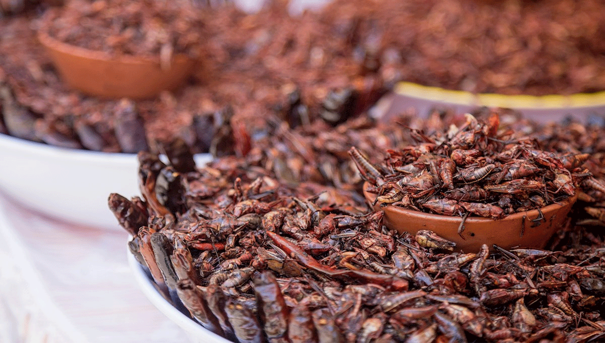 Tortilla Chapulines