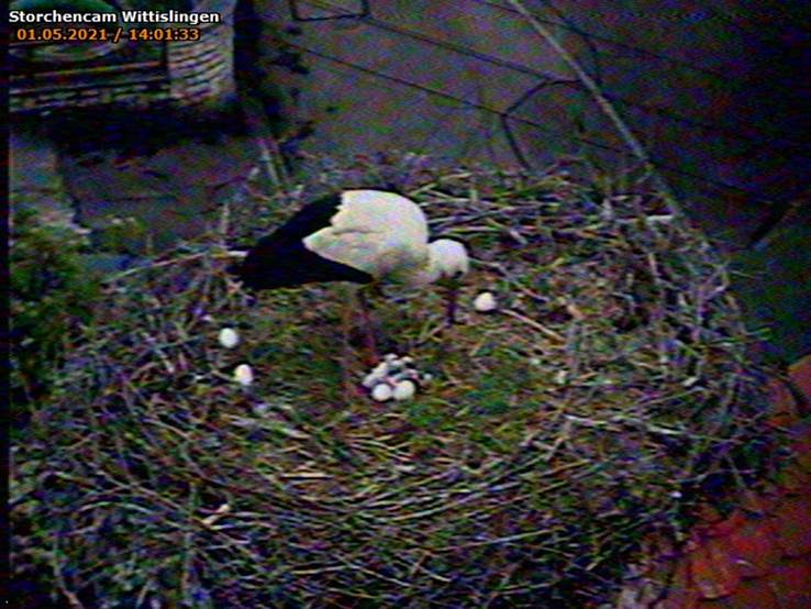 2021-05-01-1401-3.Küken