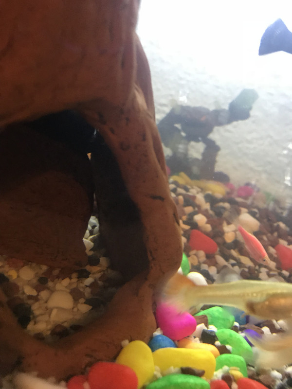 BDDFF82E-BFB1-48B8-A987-290740EF09F9