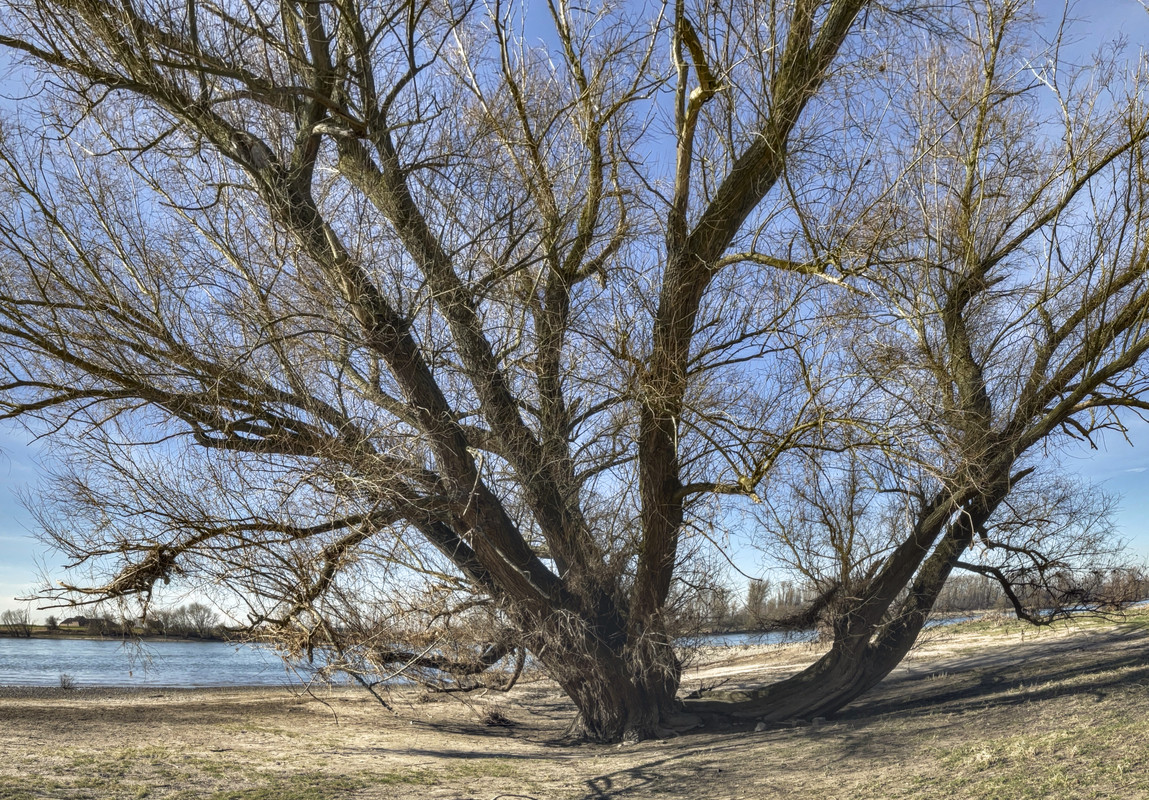 1329_GroßerBaum