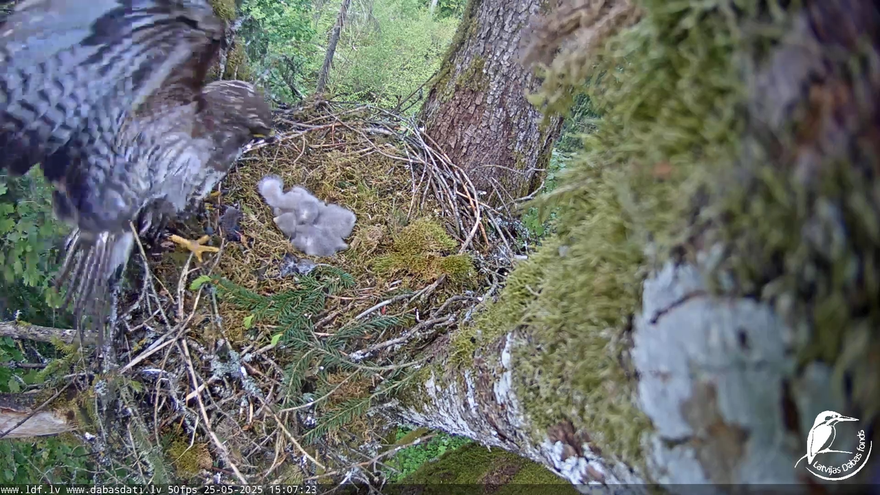Melnās klijas (Milvus migrans) Kurzemē_ peļu klijāni (Buteo buteo) 11-40-38 screenshot
