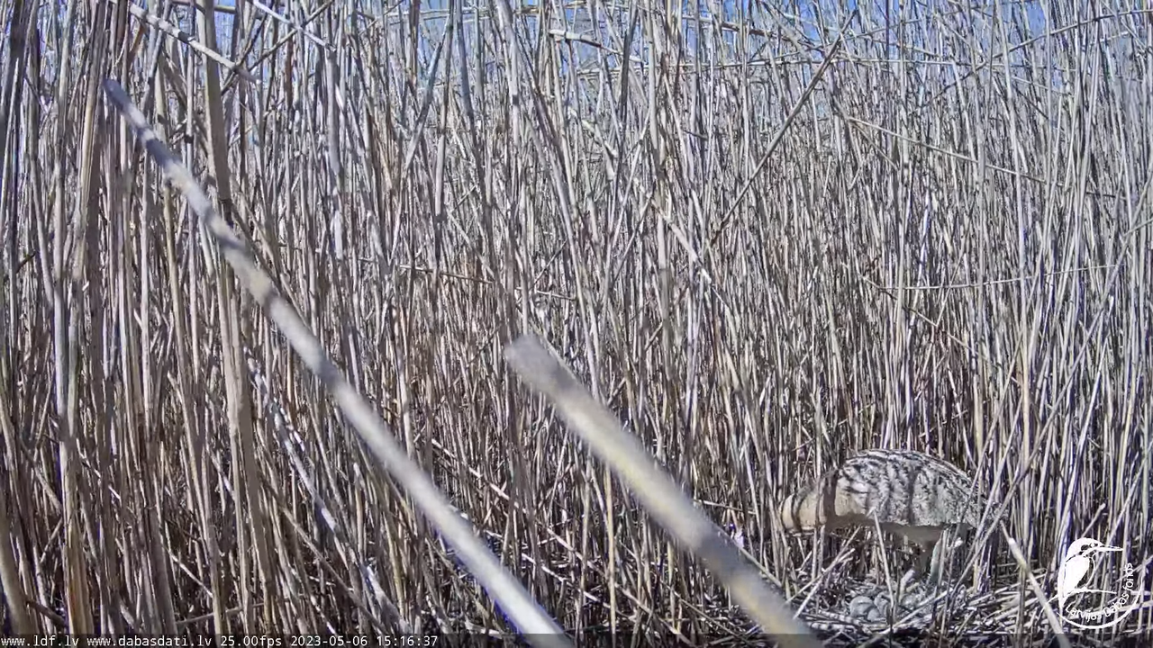 Lielais dumpis (Botaurus stellaris) Engurē - LDF tiešraide 11-22-17 screenshot