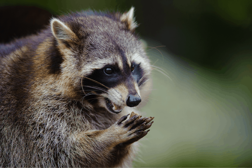Tampa wildlife removal