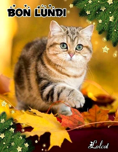 LUNDI-CHAT