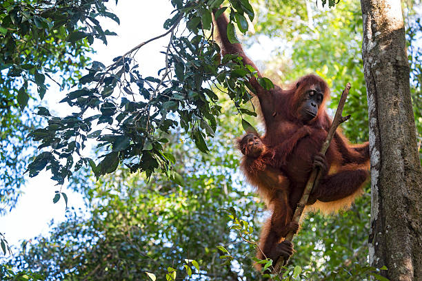 borneo orangutan tour