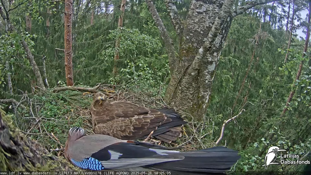 Mazais ērglis (Clanga pomarina), ligzda bērzā 13-37-50 screenshot (2)