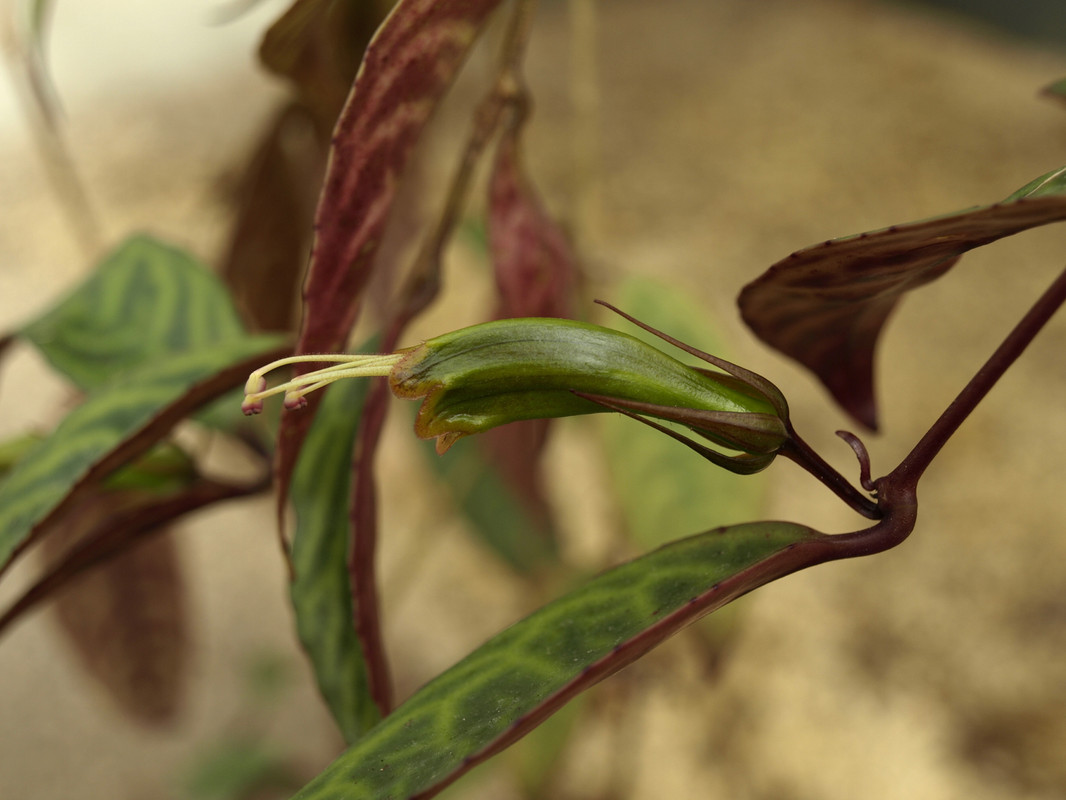 Black Pagoda Lipstick Plant