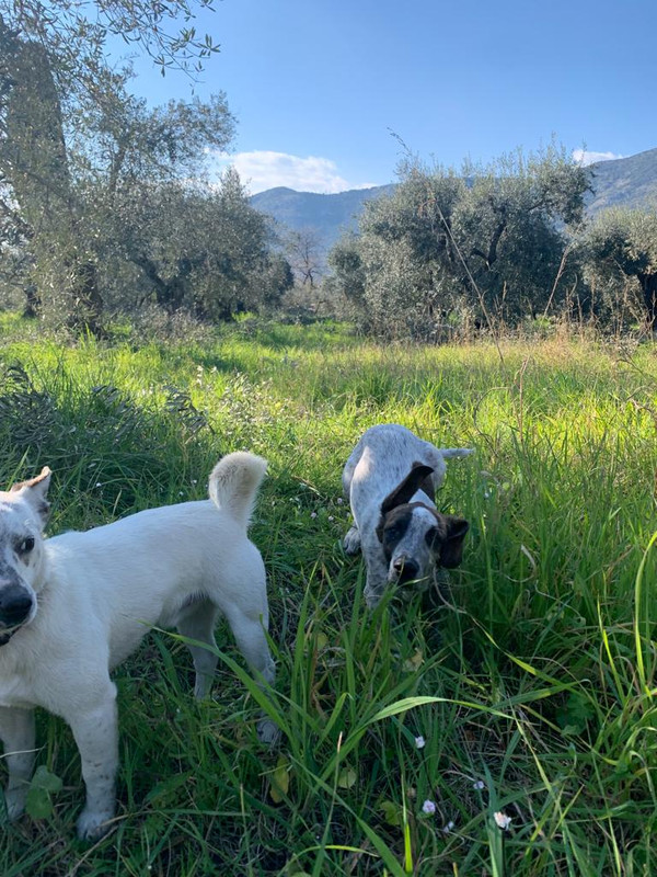 A3EC12D4-2312-433B-8515-264569EEE24D