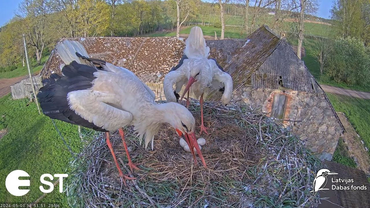 Baltie stārķi (Ciconia ciconia) Tukuma novadā - LDF tiešraide __ White storks in Tukums, Latvia 13-0