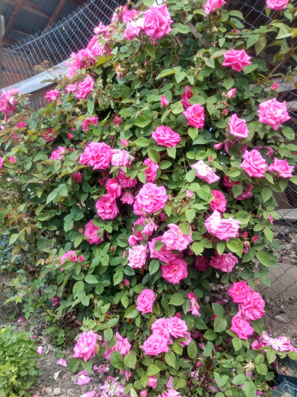 IMG_20190506_113652619_HDR