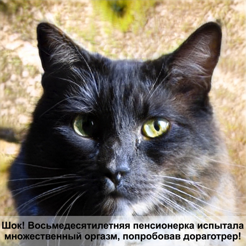 персидская кошка черепахового окраса