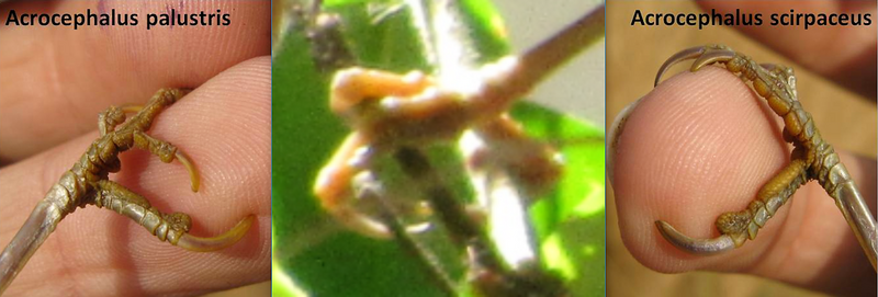 Felosa palustre ( Acrocephalus palustris ) P1