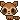 racoon
