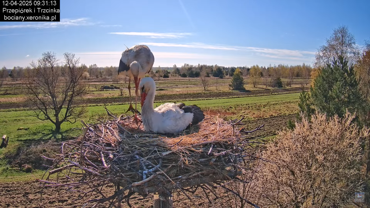 12042025bociany9