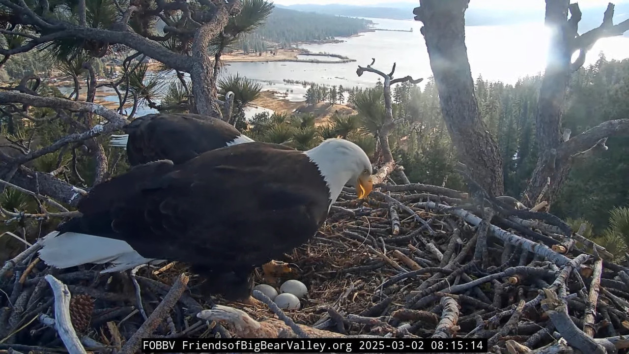 Lielā lāča ērgļa dzīvā ligzda — 1. kamera 17-40-31 screenshot