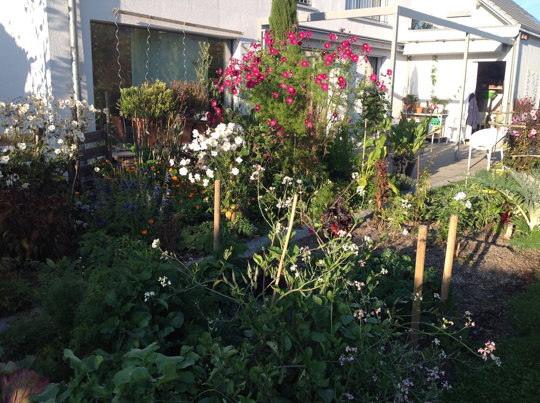 Garten Impressionen 25. Okt. 2015 (2)