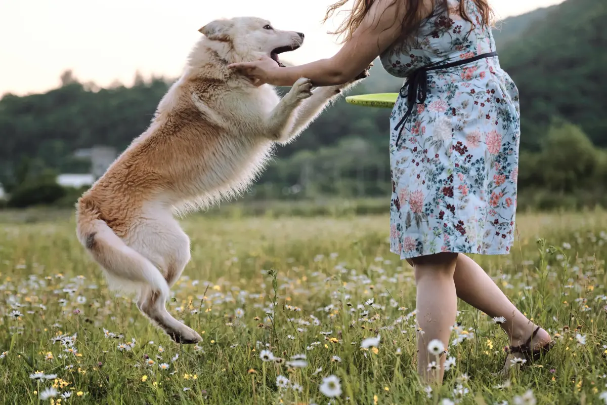 Jumping at Individuals or Dogs
